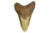 Fossil Megalodon Tooth - North Carolina #160999-1